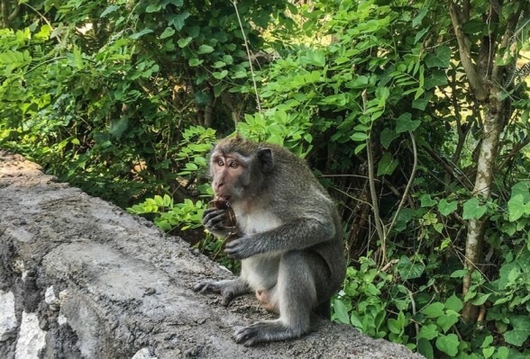 Top 10 điều cần làm khi đi du lịch Bali - 4 Top 10 điều cần làm khi đi du lịch Bali - 4