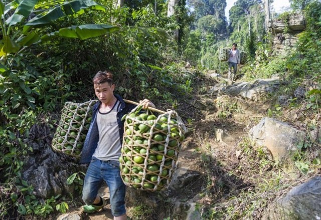 Người trồng cam ở Hàm Yên ý thức rất rõ giá trị thương hiệu của cây cam và chuyển đổi hướng canh tác theo tiêu chuẩn VietGAP. Mùa cam ở Hàm Yên cũng tạo việc làm cho hàng nghìn lao động trong vùng và các địa phương lân cận như Hà Giang, Cao Bằng, Yên Bái, Vĩnh Phúc. Nhiều người có thu nhập cả triệu đồng mỗi ngày từ gánh cam thuê.