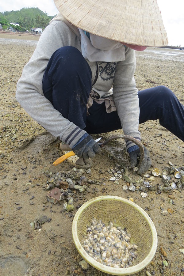 Dùng cái khều môi (cây sắt uốn cong, đầu nhọn) cạy tách vỏ hàu lấy thịt đem bán. Ảnh: Mạnh Hoài Nam