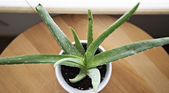 Những cách đơn giản tiêu diệt mảng bám trên răng - 6