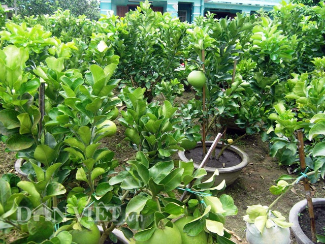 Bưởi cảnh tiền triệu rục rịch "đón đầu" dịp Tết - 5
Lá, quả phải tươi tốt mới đáp ứng người được tiêu chuẩn của thương lái