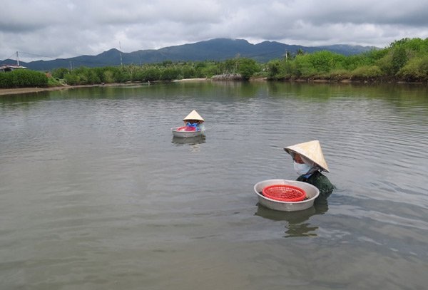 
Không ít người phụ nữ phải ngâm mình dưới con lạch chảy ra vịnh Xuân Đài, nước ngập tới cằm để mò bắt sò. Ảnh: Mạnh Hoài Nam
