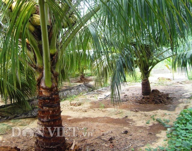 "Bí kíp" khác người giúp dừa sai quả, nhiều nước - 5 Nhiều bồn đất được làm trong vườn dừa.