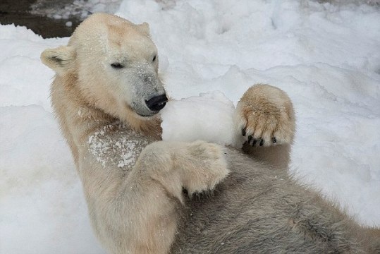 Công việc lạnh nhất hành tinh: Gặp gỡ chuyên gia gấu Bắc Cực - 6 Công việc lạnh nhất hành tinh: Gặp gỡ chuyên gia gấu Bắc Cực - 6