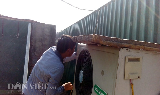 Dùng điều hòa… ủ đào chờ bung dịp Tết - 5 Những ngày này, “Vua đào” Lê Hàm tất bật với công việc chăm đào