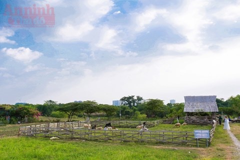 Có một thảo nguyên đẹp mê hồn giữa lòng Hà Nội - 7 Có một thảo nguyên đẹp mê hồn giữa lòng Hà Nội - 7