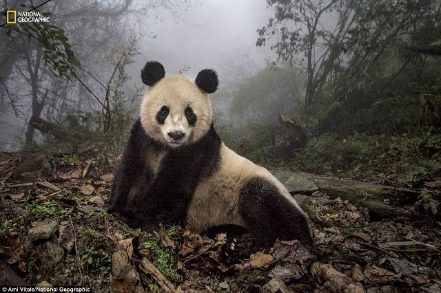 Lộ diện những bức ảnh đẹp nhất cuộc thi ảnh National Geographic 2016 - 7 Lộ diện những bức ảnh đẹp nhất cuộc thi ảnh National Geographic 2016 - 7