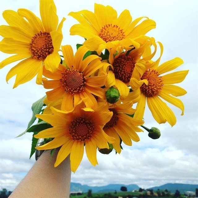 Dã quỳ Đà Lạt thúc giục các tín đồ du lịch - 5 Dã quỳ Đà Lạt thúc giục các tín đồ du lịch - 5