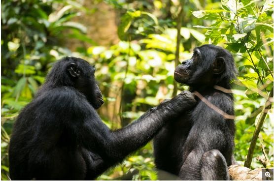 Hầu hết mọi người đều cần kính để đọc sách khi chúng ta già đi, tinh tinh bonobo khi lão hóa cũng có những dấu hiệu khó khăn khi nhìn cận cảnh. Chúng cũng bị viễn thị giống con người.