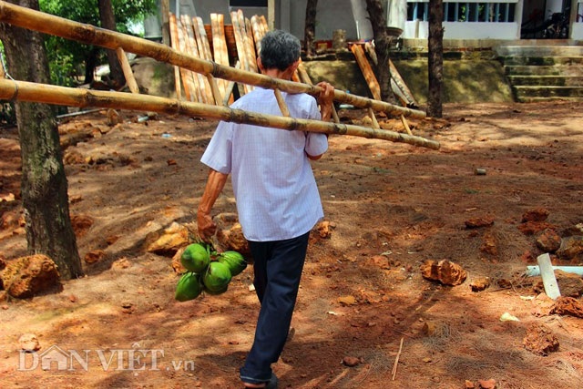 "Quá đã" vườn dừa xiêm lùn siêu ngọt trĩu trái nằm sát biển - 6 "Quá đã" vườn dừa xiêm lùn siêu ngọt trĩu trái nằm sát biển - 6