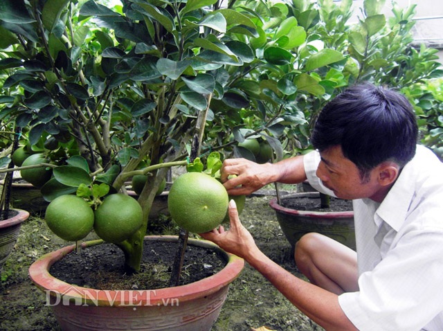Bưởi cảnh tiền triệu rục rịch "đón đầu" dịp Tết - 6
Vườn bưởi cảnh của anh Hiệp cho thu nhập trên 100 triệu đồng/năm