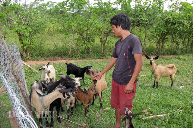 Lặn lội lên bản “săn” đặc sản dê núi ăn Tết - 6
Anh Hồ Văn Hăm (trú Bản 5, xã Thuận, Hướng Hóa) luôn nuôi khoảng 20-30 con dê. Tối đến anh nhốt vê vào chuồng, đến sáng ngày hôm sau lại thả dê đi ăn tự do