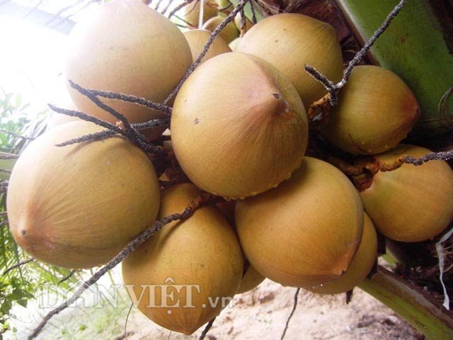 "Bí kíp" khác người giúp dừa sai quả, nhiều nước - 6 Dừa cho màu sắc đẹp, quả to.