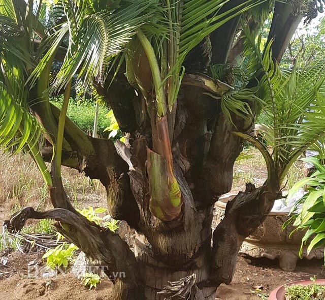 Dừa trổ ra cây con siêu lạ ở Bến Tre - 6 Dừa trổ ra cây con siêu lạ ở Bến Tre - 6