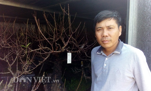 Dùng điều hòa… ủ đào chờ bung dịp Tết - 6 Ông Lê Hàm bên những gốc đào quý, sản phẩm của một năm vất vả