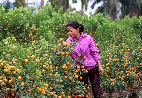 Quất mất mùa, đào chờ… thời tiết - 5 Quất mất mùa, đào chờ… thời tiết - 5