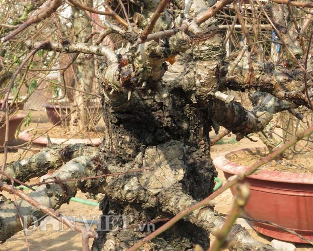 Gặp người chỉ làm đào thế theo tích cổ ở Thủ đô - 6 Vẻ đẹp từ những gốc đào cổ kính, xù xì, phong sương…
