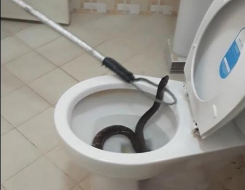 Kinh hãi rắn chui lên từ... bồn cầu nhà vệ sinh - 1 Nhân viên bắt rắn dùng dụng cụ chuyên dụng để bắt giữ con rắn chui lên từ dưới bồn cầu