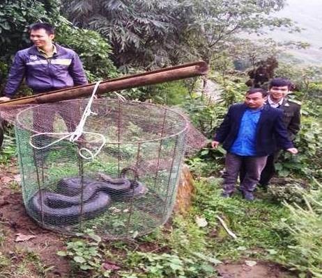 
Lực lượng kiểm lâm huyện Bảo Thắng (tỉnh Lào Cai) thả vào rừng tự nhiên con trăn đất quý hiếm nặng 25 kg do người dân địa phương giao nộp.
