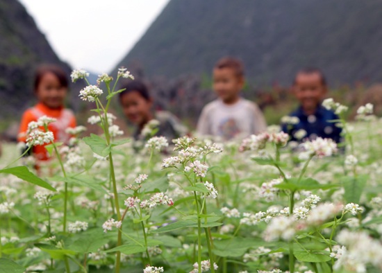 Hãy lên lễ hội "Đá nở hoa” - 1 “Hoa của đá” đang khoe sắc trắng và chuyển dần sang tím đỏ.