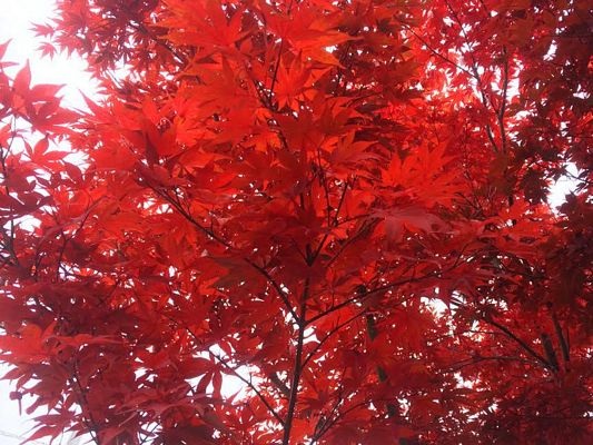 Đón mùa Đông đến sớm ở Hokkaido - 3 Đón mùa Đông đến sớm ở Hokkaido - 3