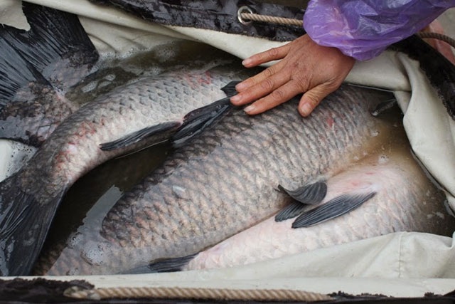 Bốn đại gia tranh nhau con cá trắm đen 10 kg ăn Tết - 1
Trắm đen đang được người dân lùng mua về ăn Tết