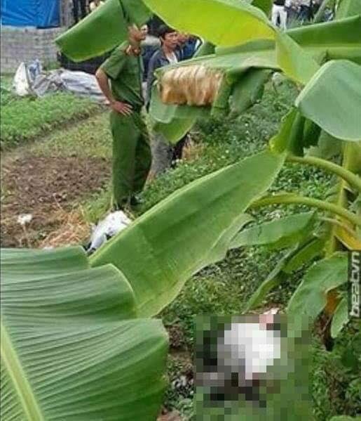 Phát hiện cô gái trẻ tử vong ở bụi cỏ - 1
Hiện trường sự việc