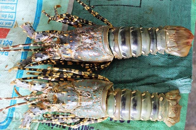 
Vỏ tôm loại lớn có giá 4.000 đồng/vỏ.
