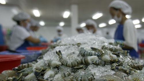 EU nghi vấn có gian lận chứng nhận xuất xứ tôm nhập khẩu từ Việt Nam.