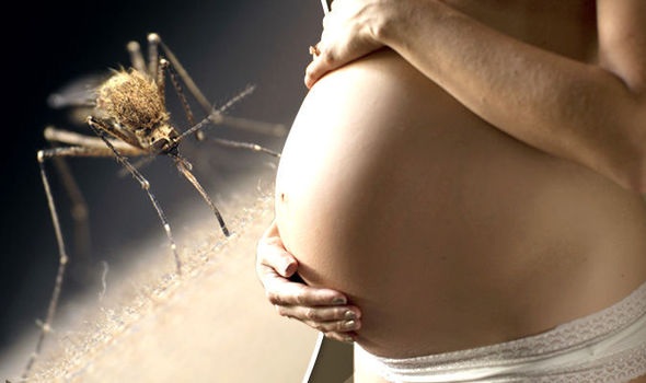 Vi rút Zika “sống khỏe" trong não trẻ sơ sinh - 1 Vi rút Zika “sống khỏe" trong não trẻ sơ sinh - 1