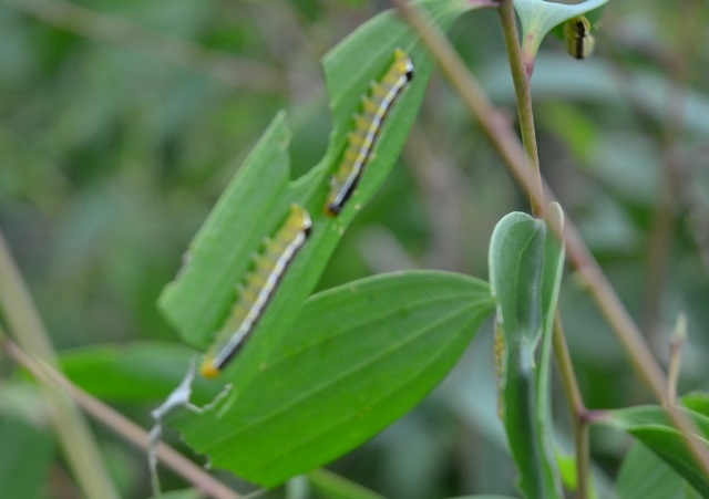 Loại sâu lạ đang tấn công cây tràm Úc ở Sóc Trăng.