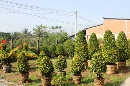 Quất kiểng hình “siêu độc” tất bật chuẩn bị ra chợ Tết - 2 Từ cây quất bình thường được nghệ nhân hóa phép thành hình dáng độc đáo