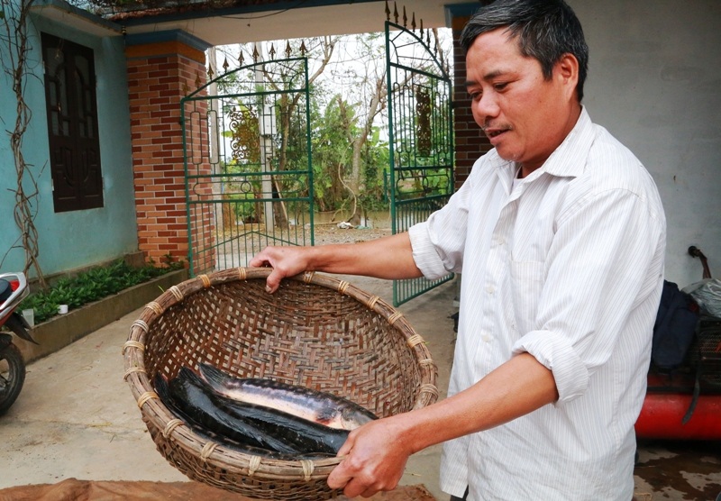 Kiếm cả trăm triệu đồng từ nuôi cá lóc bông - 2 Một năm thu hoạch 1 vụ cá lóc bông, gia đình ông Nhượng lãi trên 100 triệu đồng.