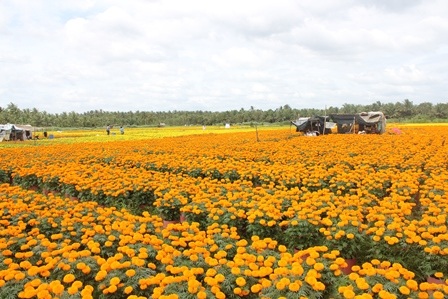 Xứ hoa Bến Tre đẹp như “tranh vẽ” ngày giáp Tết - 1 Ruộng hoa mút tầm mắt như trong tranh vẽ