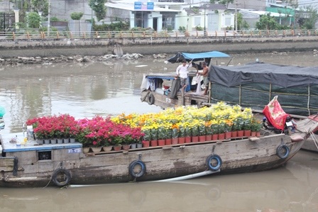 Ghe chở đầy hoa “tấp nập” cập bến sông, lên hàng bán Tết - 1 Ghe chở đầy hoa “tấp nập” cập bến sông, lên hàng bán Tết - 1