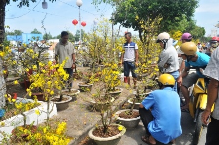 Hoa, kiểng ế ẩm, đồng loạt “xả hàng” chiều 30 Tết - 1 Hoa, kiểng ế ẩm, đồng loạt “xả hàng” chiều 30 Tết - 1