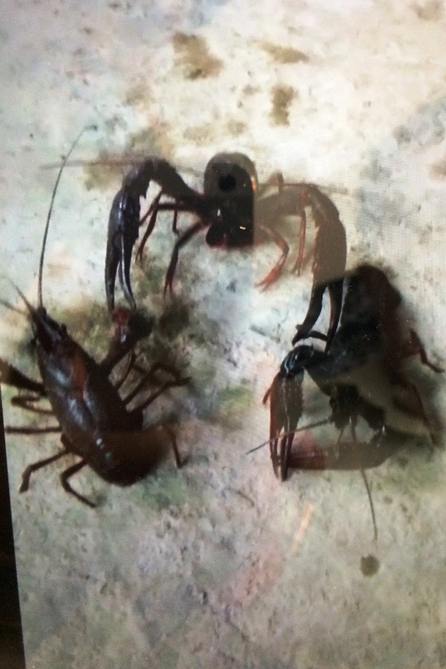 
Hình ảnh những con tôm hùm đỏ tại ao của Công ty Sen Hoàng Giang mà ngành chức năng đã bắt và tiêu hủy vào tháng 12/2016.
