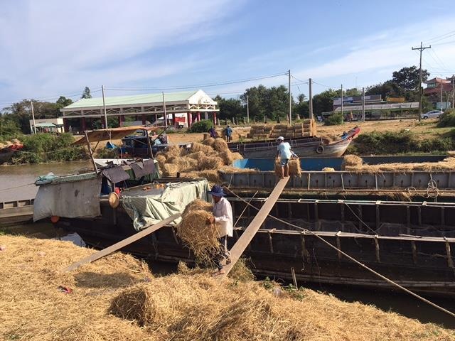 Mùa khô, rơm cuộn hút hàng - 1 Khu vực mua bán rơm tại xã An Ngãi tây (Ba Tri, Bến Tre) tấp nập lên hàng