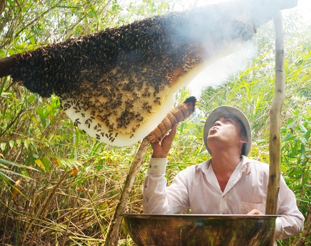 Mật ong “U Minh Hạ” lại điêu đứng vì bị giả mạo - 1 Lấy mật ong ở tỉnh Cà Mau.