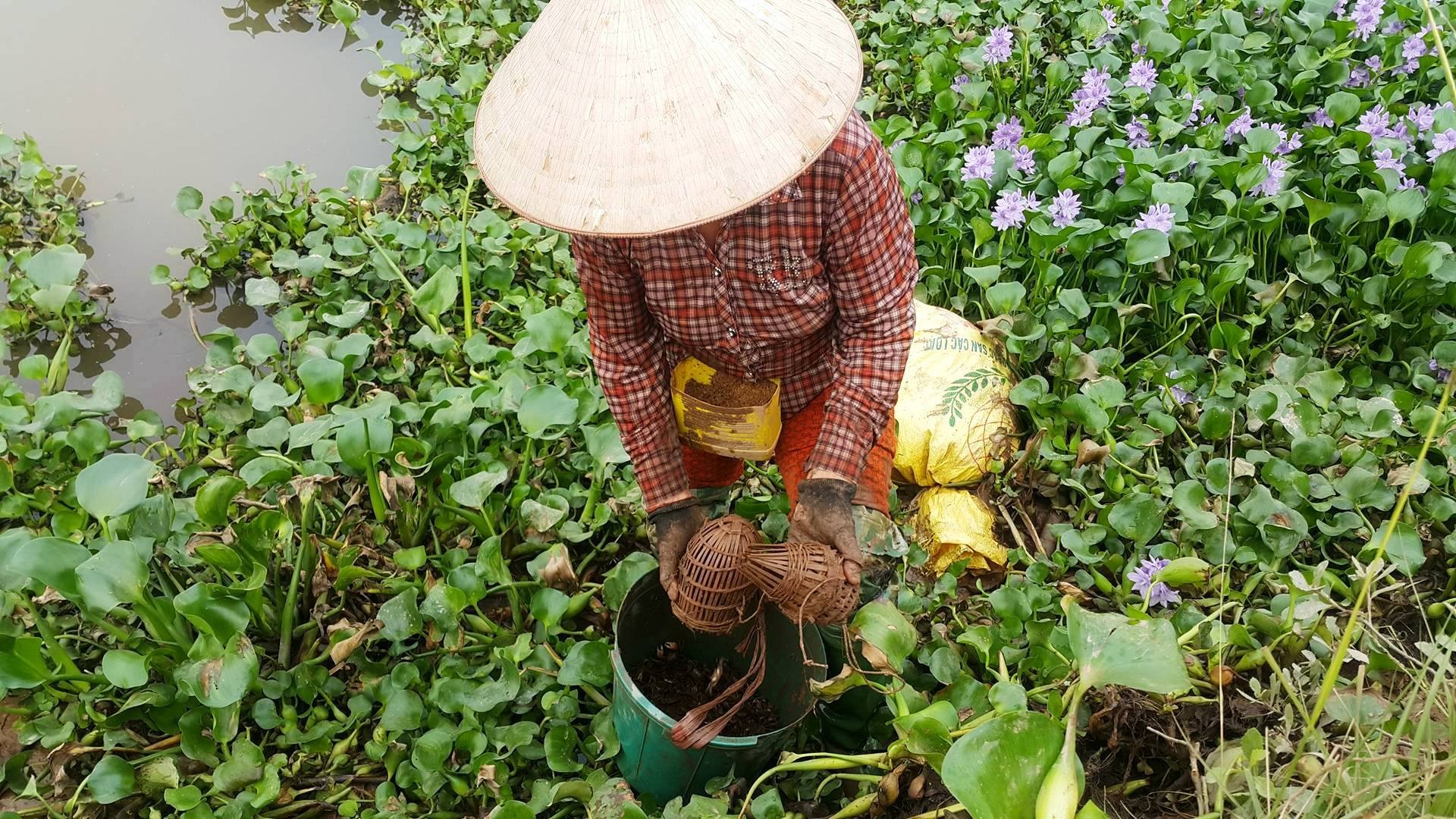 Ninh Bình: Nông dân bắt cáy kiếm tiền triệu mỗi tháng - 4 Nhờ nghề đặt lờ bắt cáy, nhiều nông dân ở Ninh Bình có thu nhập cao, đời sống được nâng lên, con cái được học hành đến nơi.
