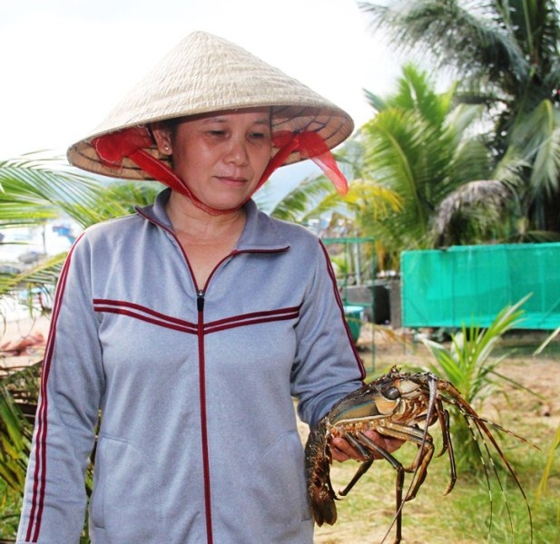 Ngư dân mất hàng chục tỷ đồng vì tôm hùm nuôi chết hàng loạt - 3 Vụ tôm hùm cuối năm 2016, người nuôi tôm thị xã Sông Cầu (Phú Yên) trắng tay vì tôm chết hàng loạt, thì nay tôm tiếp tục chết như ngả rạ khiến người nuôi điêu đứng (ảnh tư liệu)