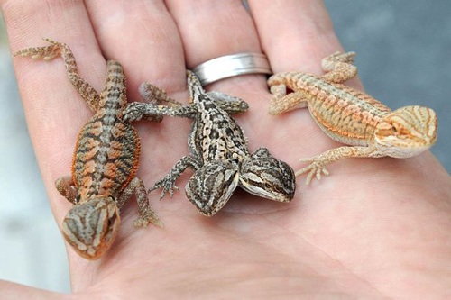 Two-headed lizard causes fever on social network Facebook - 5 Very rare two-headed gecko in the world (middle)