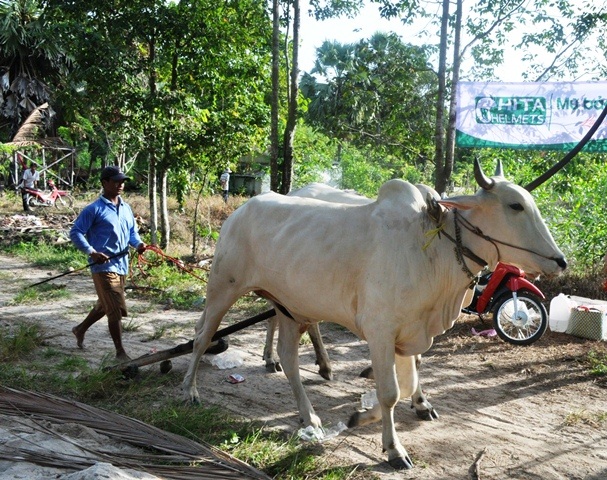 Những cặp bò đang di chuyển vào sân để chuẩn bị cuộc đua