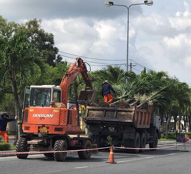 Cần Thơ: Đầu tư 10 tỷ đồng để trồng cây theo chủ đề? - 1 Cây xanh trên đường 30/4 quận Ninh Kiều đang được dời về ươm ở công viên Sông Hậu