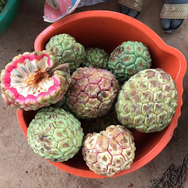 Hà Thành ăn lạ: Na rừng "khủng" nặng tới 4kg - quà rừng cho đàn ông, tiền triệu/quả - 1
Na rừng có kích thước khá lớn, trung bình một quả nặng từ 600 – 1kg, cá biệt những quả na to có thể nặng lên tới 3 - 4 kg/ quả.