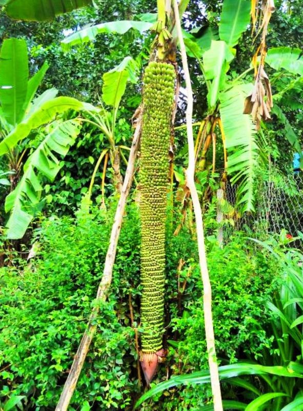 Buồng chuối dài hơn 2 mét với hơn 200 nải và còn đẻ tiếp ở Bình Định đang hút người hiếu kỳ tới xem