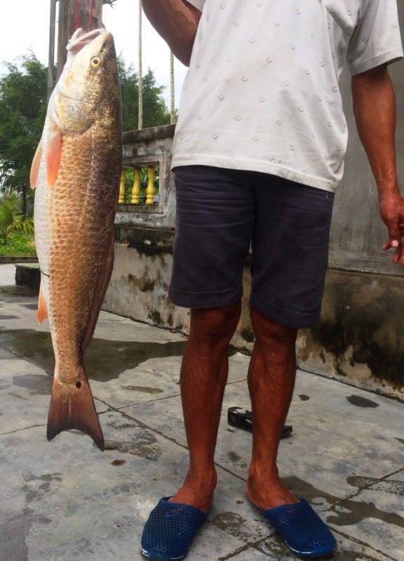 Cần thủ suýt làm thịt con cá nghi là sủ vàng quý hiếm - 1
Con cá nặng gần 5kg, nghi cá sủ vàng quý hiếm, được 2 cần thủ ở Bình Định câu được