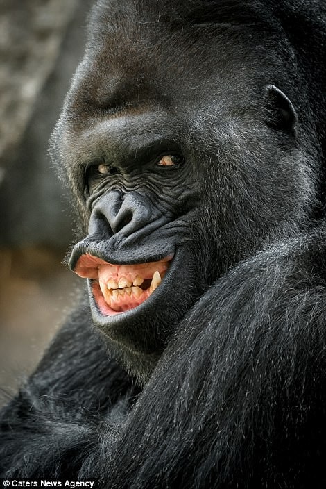 Những bức ảnh con khỉ đang cười và những khoảnh khắc thú vị