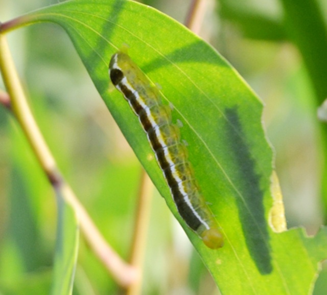 Cận cảnh loại sâu lạ.