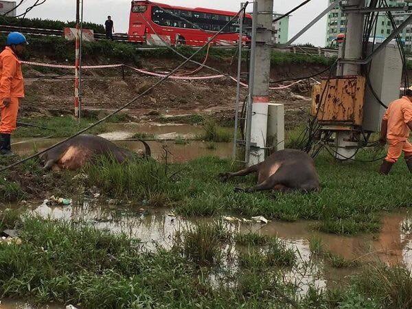 
Chủ trâu tá hỏa khi cả 9 con trâu bị ai đó cắt đứt gân chân (ảnh minh họa)
